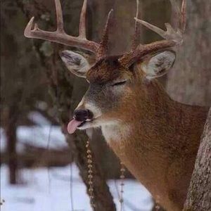 Meet your Posher, Jeb